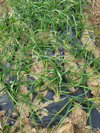 장효기님의 기타작물 · 영농일지 작성글 사진