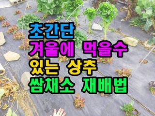 꿈꾸는텃밭님의 상추 · 영농일지 작성글 사진