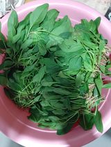 팜모닝 시금치·영농일지 게시글 이미지