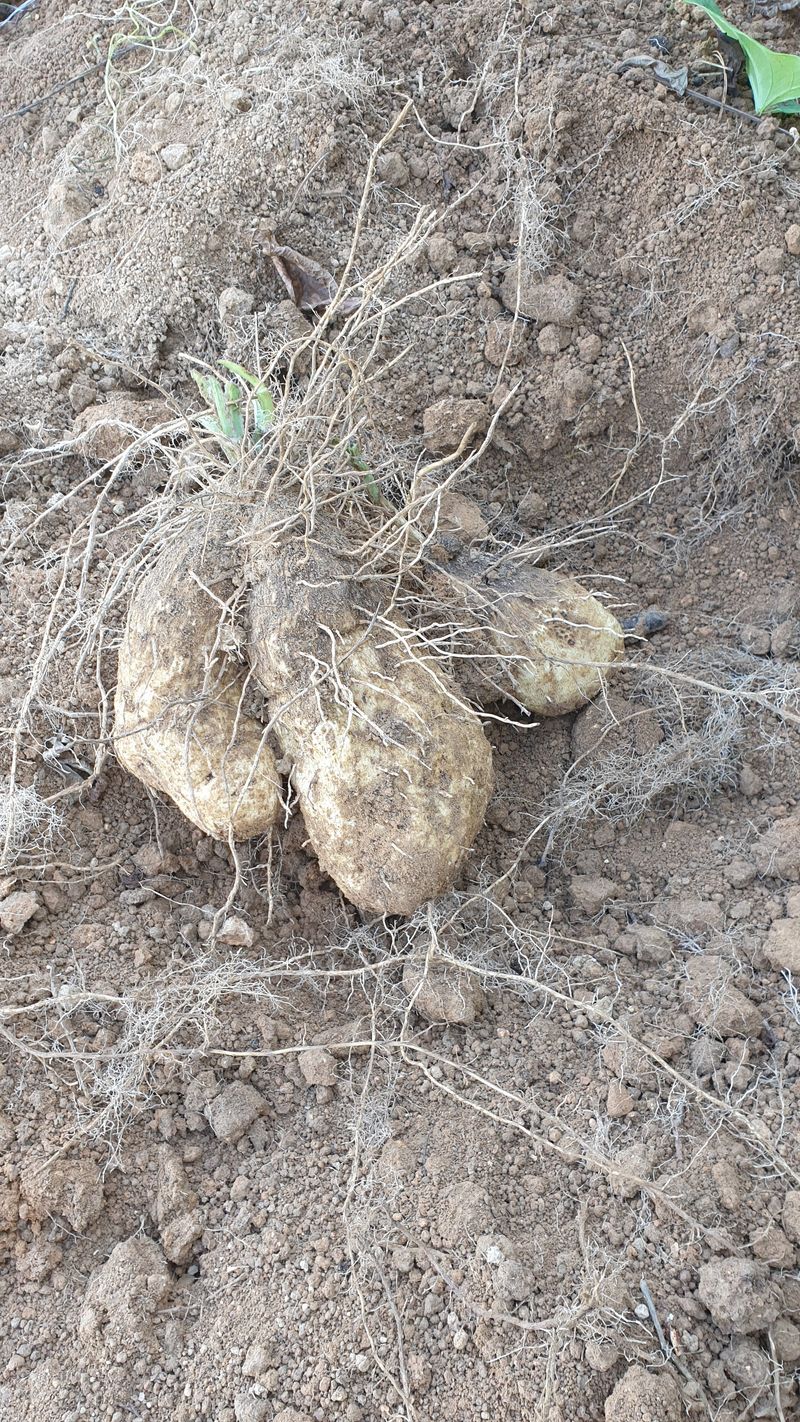 장터 상품 [둥근마] 썸네일