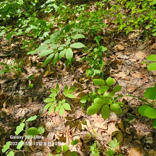 이송희님의 산삼을 갑자기 발견하게 된다면? · 참여글 작성글 사진