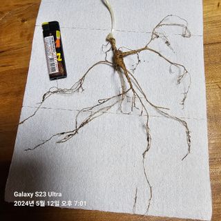 이송희님의 산삼을 갑자기 발견하게 된다면? · 참여글 작성글 사진