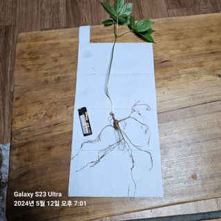 이송희님의 산삼을 갑자기 발견하게 된다면? · 참여글 작성글 사진