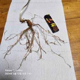 이송희님의 산삼을 갑자기 발견하게 된다면? · 참여글 작성글 사진