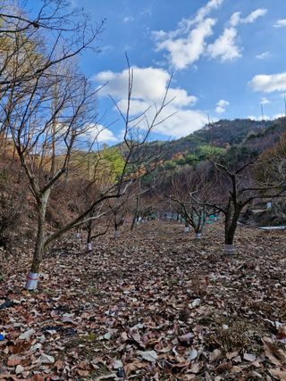 낙엽교목류21691님의 기타작물 · 영농일지 작성글 사진