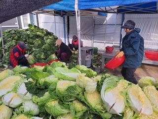 석승인님의 배추 · 영농일지 작성글 사진