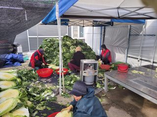 석승인님의 배추 · 영농일지 작성글 사진