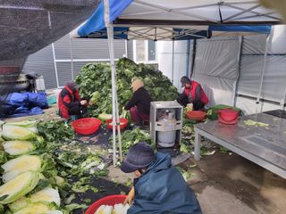 석승인님의 배추 · 영농일지 작성글 사진