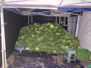 석승인님의 배추 · 영농일지 작성글 사진