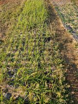 팜모닝 자유주제·자유게시판 게시글 이미지