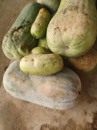 무료지식나눔 팜닥터님의 농사, 무엇이든 물어보세요! · 참여글 작성글 사진