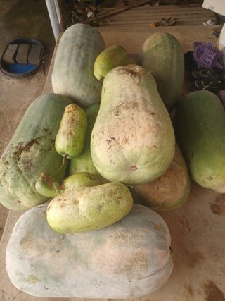 무료지식나눔 팜닥터님의 농사, 무엇이든 물어보세요! · 참여글 작성글 사진