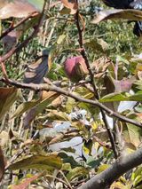 팜모닝 기타작물·영농일지 게시글 이미지