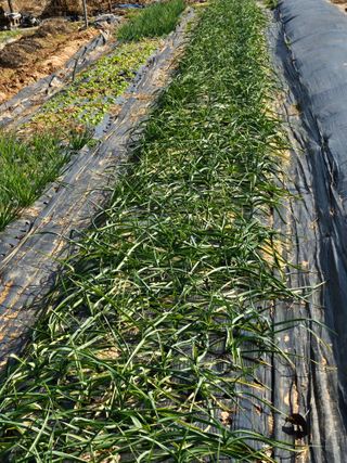 메추라기님의 기타작물 · 영농일지 작성글 사진