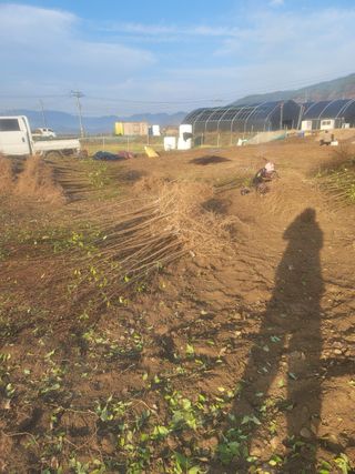 일심묘목농원님의 자유주제 · 자유게시판 작성글 사진