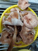 팜모닝 자유주제·자유게시판 게시글 이미지