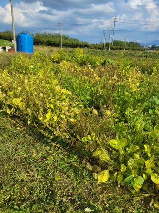 상추님의 자유주제 · 자유게시판 작성글 사진