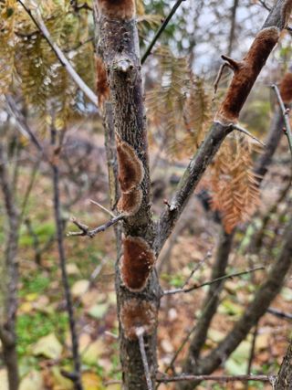 또끼풀(정국환)님의 매실 · 병해충상담 작성글 사진