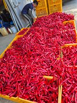 팜모닝 자유주제·자유게시판 게시글 이미지