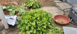 김정은님의 기타작물 · 영농일지 작성글 사진