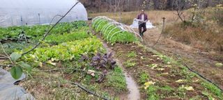 김정은님의 기타작물 · 영농일지 작성글 사진