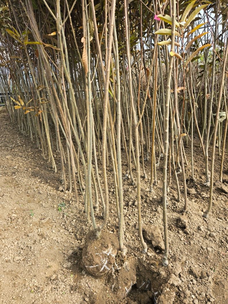 일심묘목농원님의 장터 판매 상품 [포르단 2년생 분묘] 첨부 사진