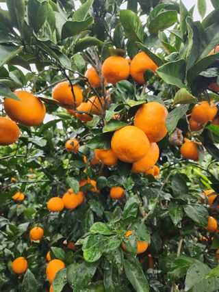 김행복님의 기타작물 · 영농일지 작성글 사진