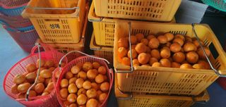 김행복님의 기타작물 · 영농일지 작성글 사진