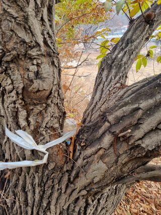 권오정님의 기타작물 · 영농일지 작성글 사진