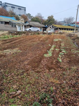권오정님의 기타작물 · 영농일지 작성글 사진
