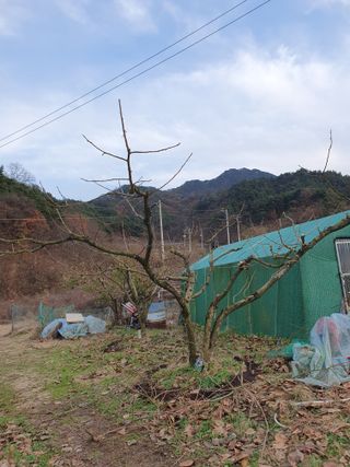 서선옥님의 감 · 영농일지 작성글 사진