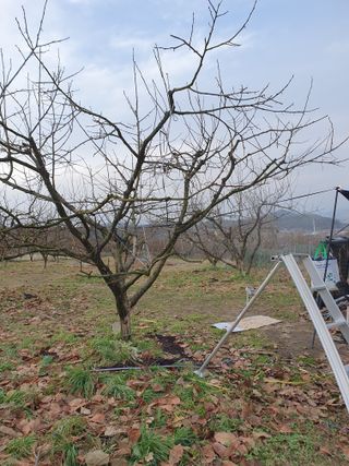 서선옥님의 감 · 영농일지 작성글 사진