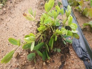 시민님의 콩 · 병해충상담 작성글 사진