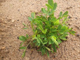 시민님의 콩 · 병해충상담 작성글 사진