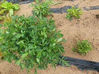 시민님의 콩 · 병해충상담 작성글 사진