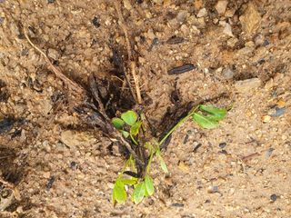 시민님의 콩 · 병해충상담 작성글 사진