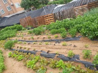 시민님의 콩 · 병해충상담 작성글 사진