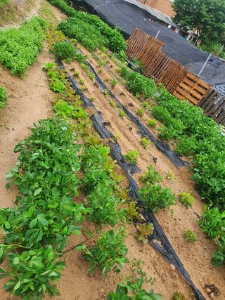 시민님의 콩 · 병해충상담 작성글 사진