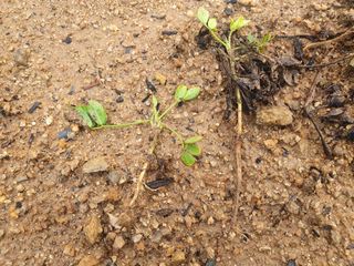 시민님의 콩 · 병해충상담 작성글 사진