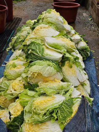 고대박님의 기타작물 · 영농일지 작성글 사진