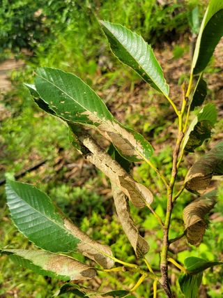 김인규님의 기타작물 · 병해충상담 작성글 사진