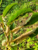 팜모닝 기타작물·병해충상담 게시글 이미지