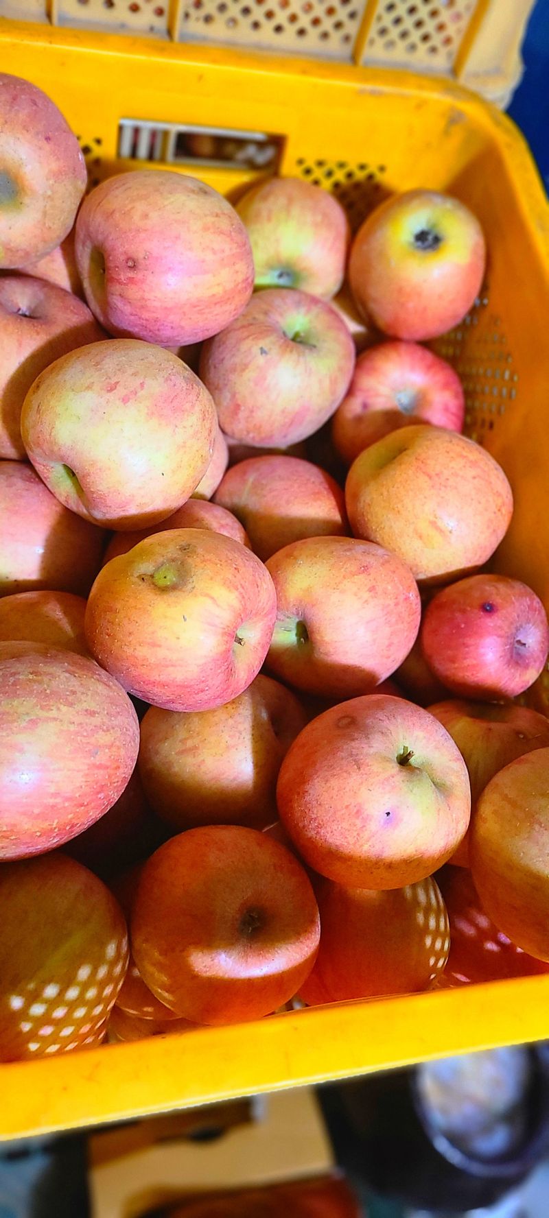 신동익님의 장터 판매 상품 [부사사과] 첨부 사진