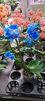 팜모닝 산삼을 갑자기 발견하게 된다면?·참여글 게시글 이미지