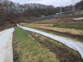 옥천서화농님의 자유주제 · 자유게시판 작성글 사진