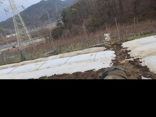 옥천서화농님의 자유주제 · 자유게시판 작성글 사진