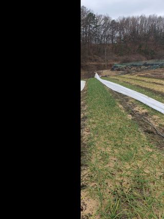 옥천서화농님의 자유주제 · 자유게시판 작성글 사진