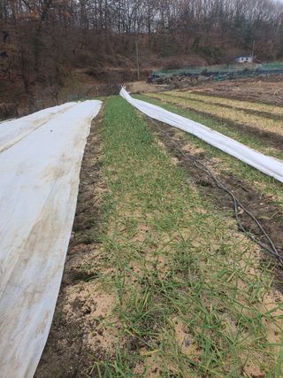 옥천서화농님의 자유주제 · 자유게시판 작성글 사진