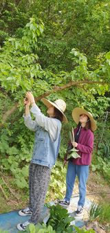 팜모닝 산삼을 갑자기 발견하게 된다면?·참여글 게시글 이미지
