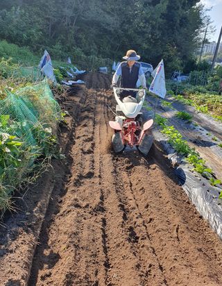 함영숙 님의 산삼을 갑자기 발견하게 된다면? · 참여글 작성글 사진
